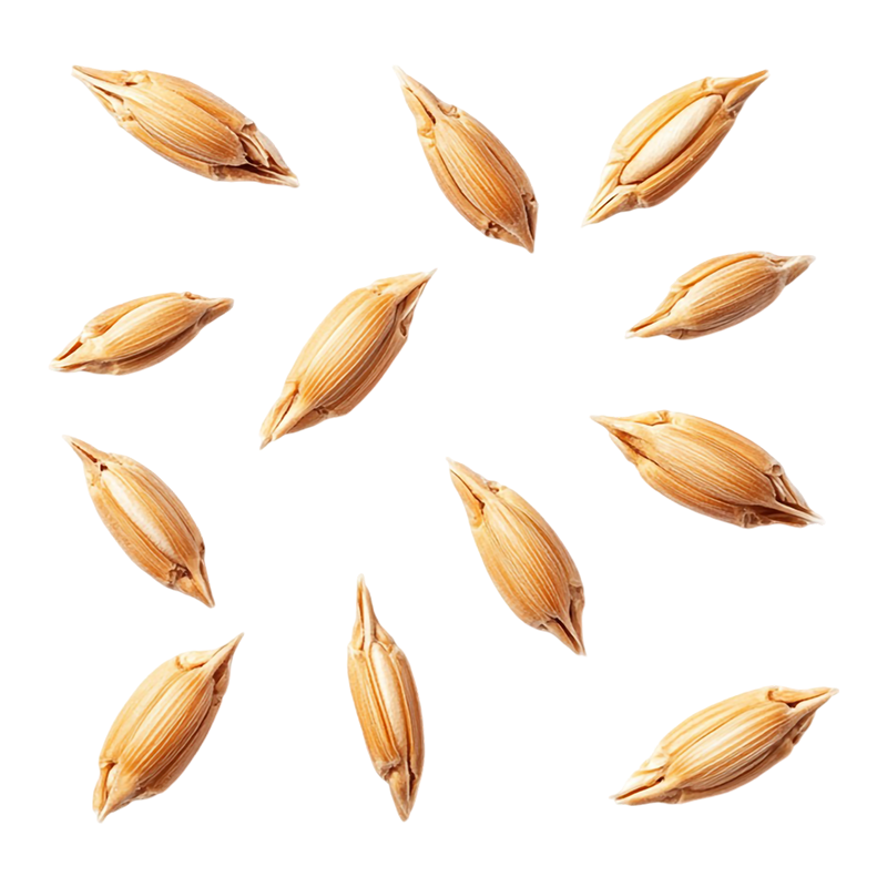 Paddy Rice Grains